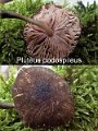 Pluteus podospileus-amf1406